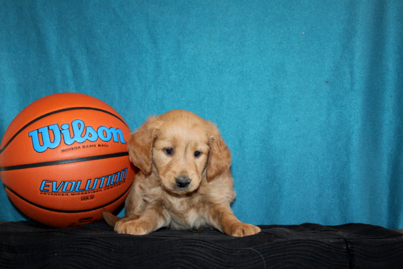 puppy, for, sale, Mini Goldendoodle , Matthew B. Stoltzfus, dog, breeder, Gap, PA, dog-breeder, puppy-for-sale, forsale, nearby, find, puppyfind, locator, puppylocator, aca